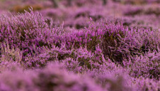 Around 80% of the UK’s environmental laws have been forged in partnership with other nations in Europe